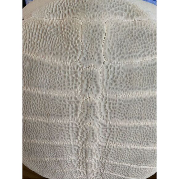 Tortuga Shell Sculpture - Picture 3 of 5